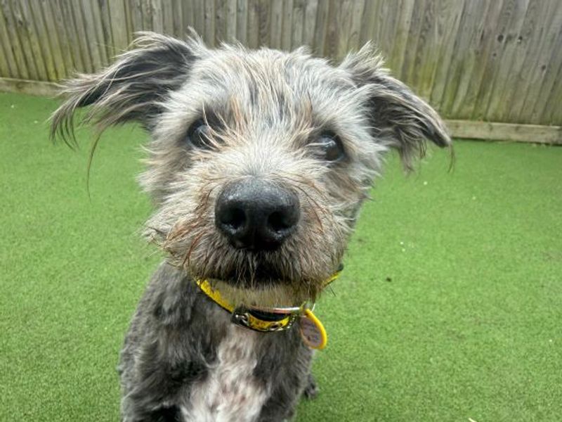 Django & Lola - Image 4 of 4