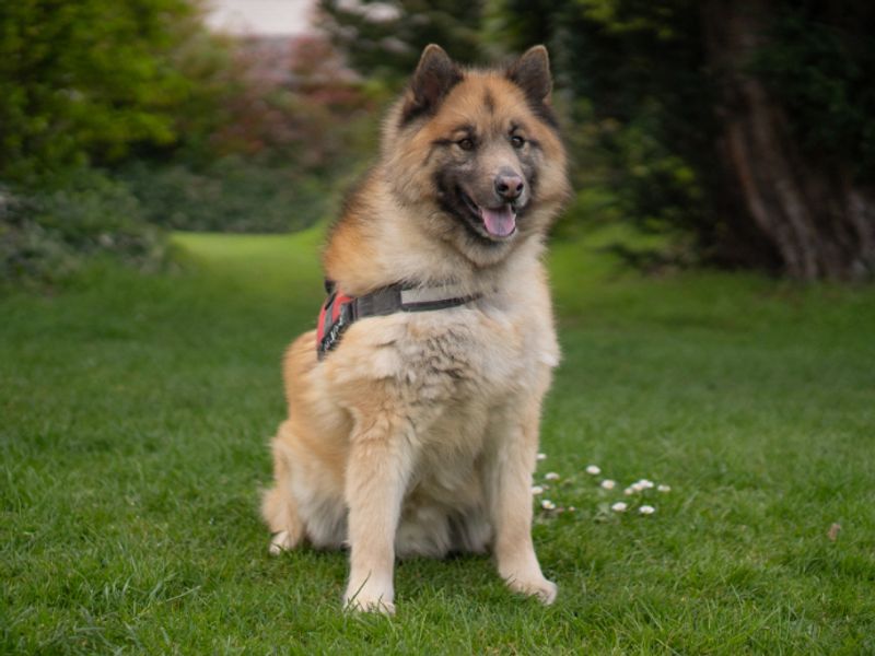 Cooper - Image 4 of 4