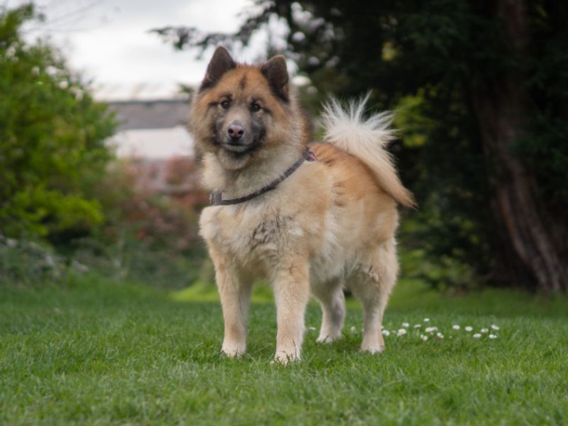 Cooper | Siberian Husky Cross | Kenilworth (West Midlands) - 1