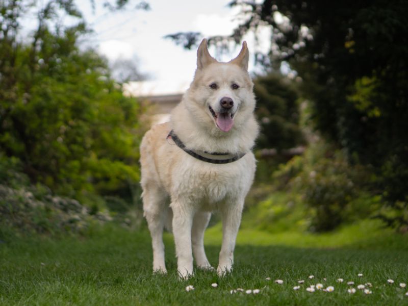 Milo - Image 4 of 4