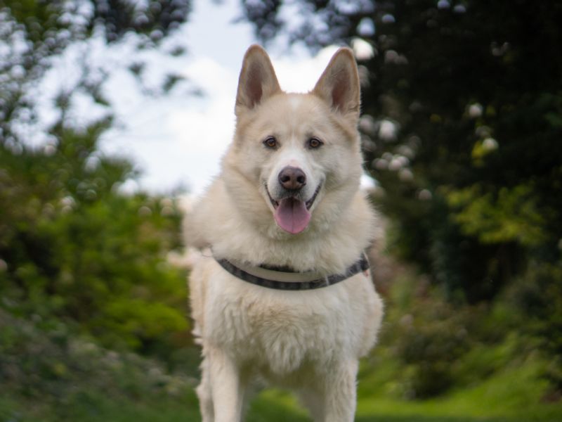 Milo - Image 2 of 4