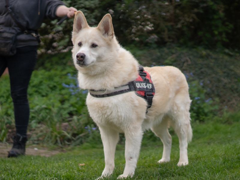 Milo | Pomeranian Cross | Kenilworth (West Midlands) - 1