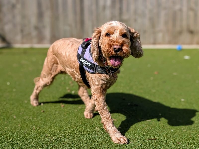 Maggie - Image 4 of 6