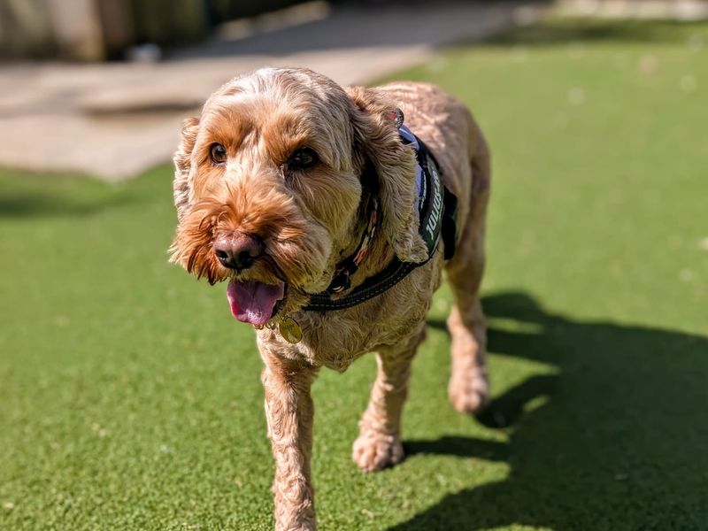 Maggie - Image 2 of 6