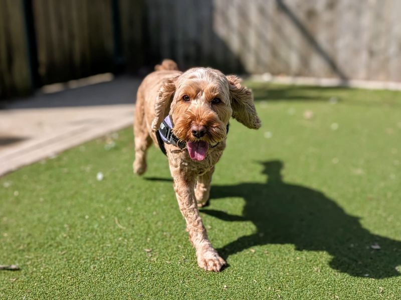 Maggie - Image 5 of 6