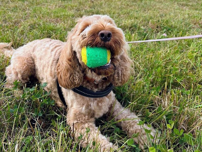 Maggie - Image 3 of 6