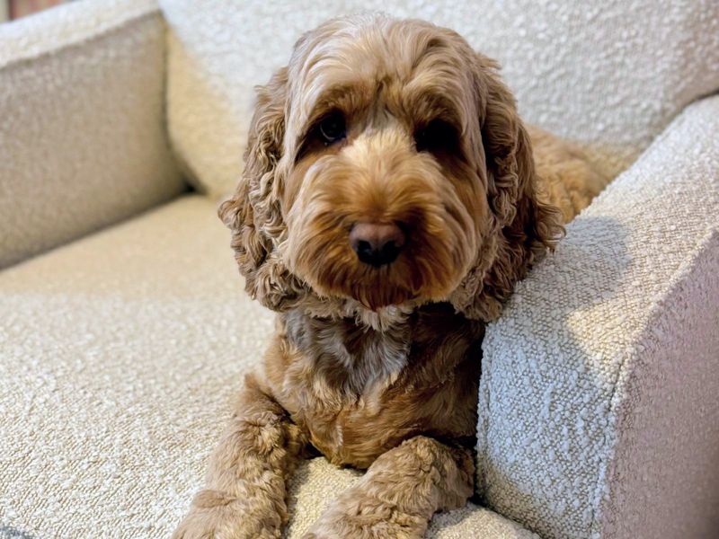 Maggie - Image 6 of 6