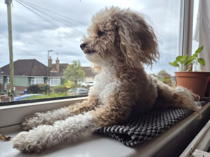 Bella - Image 5 of 5