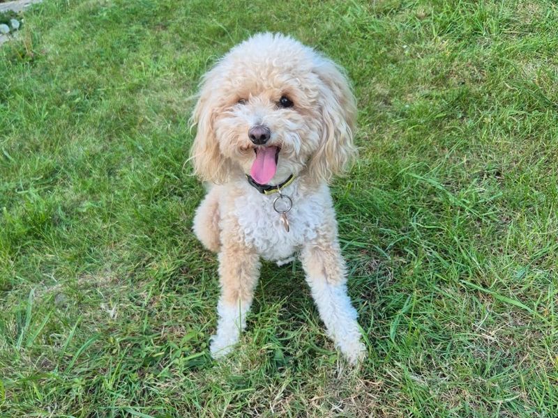 Bella - Image 3 of 5