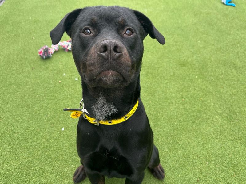 undefined | Rottweiler Cross | undefined - 2