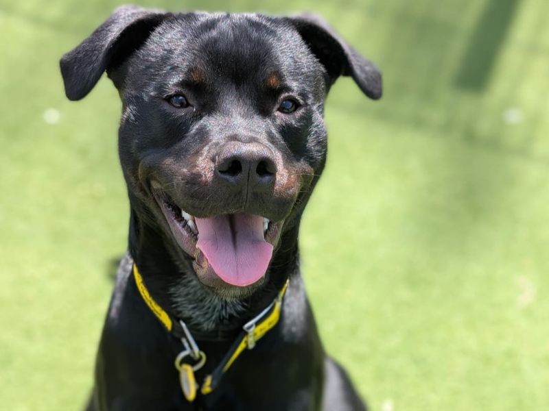 undefined | Rottweiler Cross | undefined - 3