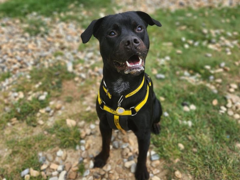 Reggie | Rottweiler Cross | Canterbury - 1