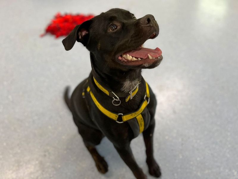 Reggie | Rottweiler Cross | Canterbury - 4