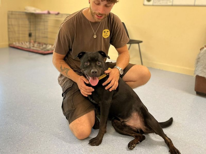 Reggie | Rottweiler Cross | Canterbury - 3