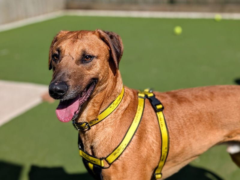 Seth | Lurcher | Cardiff - 1