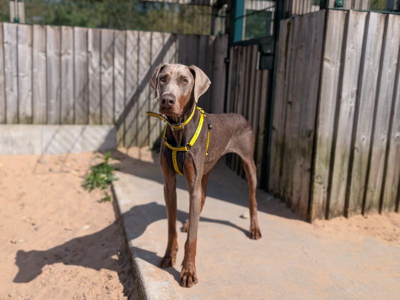 Dobby - Image 2 of 5