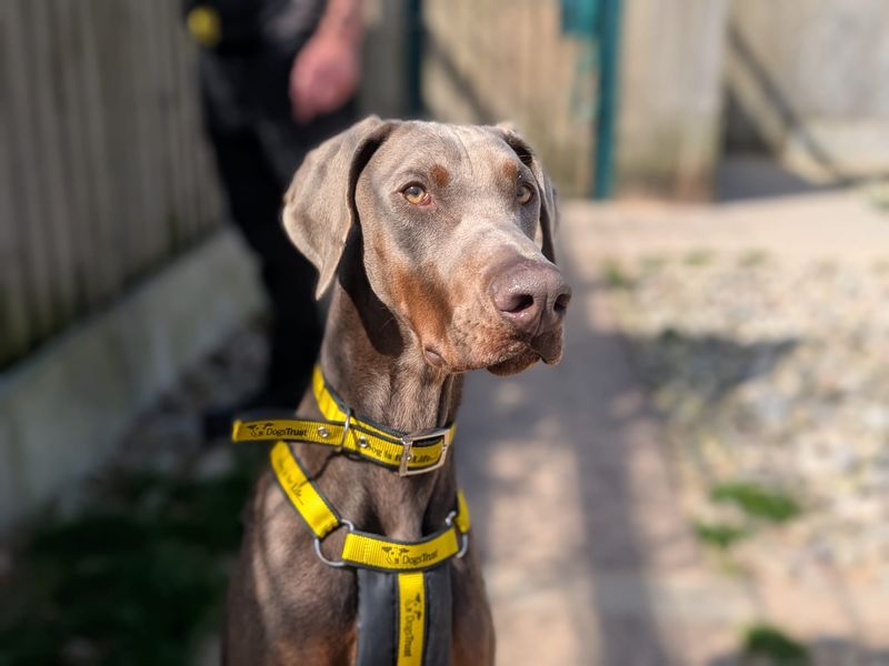 Dobby - Image 4 of 5