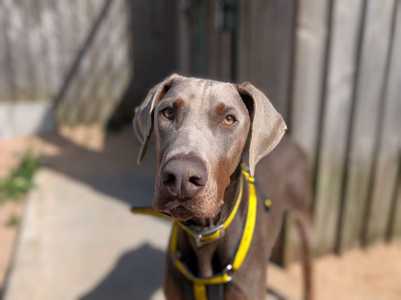 Doberman Dogs And Puppies For Adoption