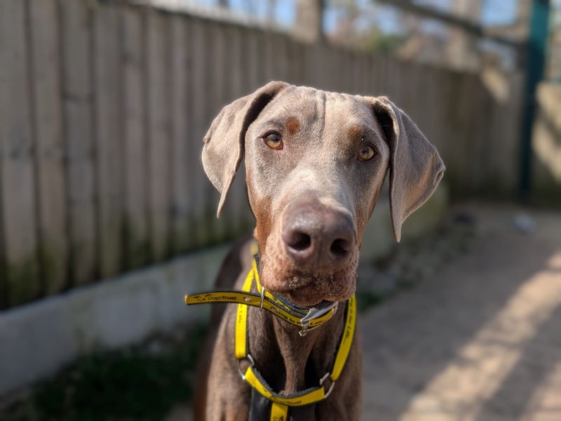 Dobby - Image 5 of 5