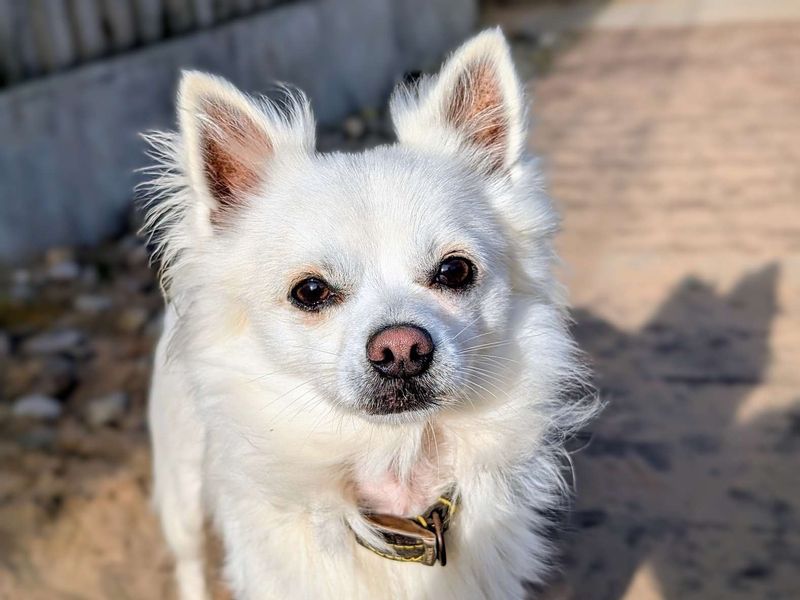 Pomeranian Dogs And Puppies For Adoption
