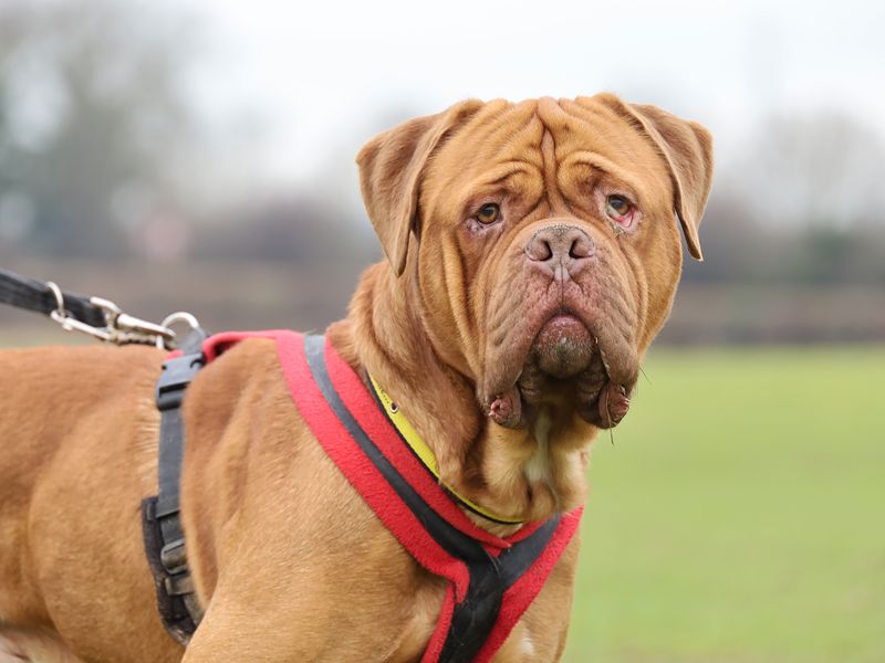 Jacko | Dogue De Bordeaux | Glasgow - 1