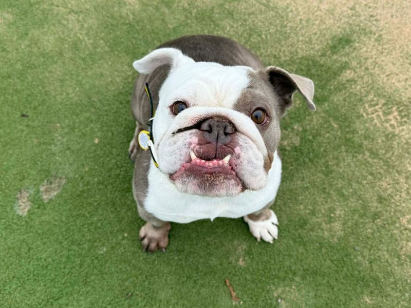 Shelby - Image 2 of 4