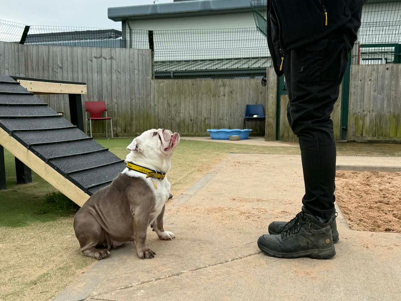 Shelby - Image 4 of 4