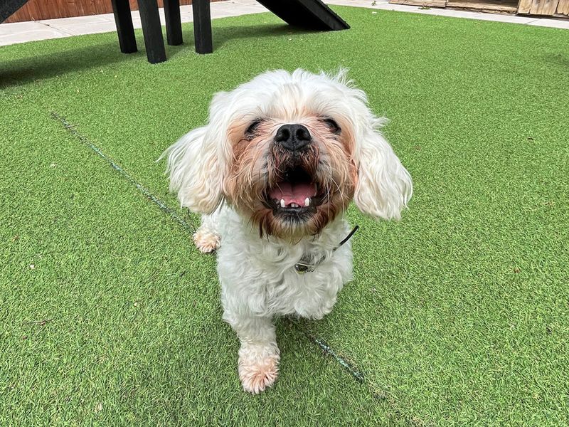 undefined | Shih Tzu Cross | undefined - 1