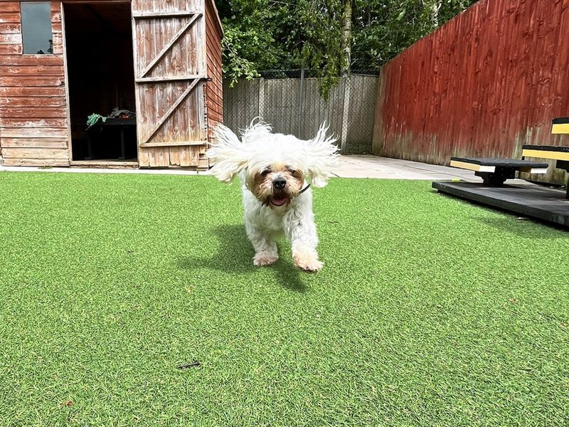 undefined | Shih Tzu Cross | undefined - 2