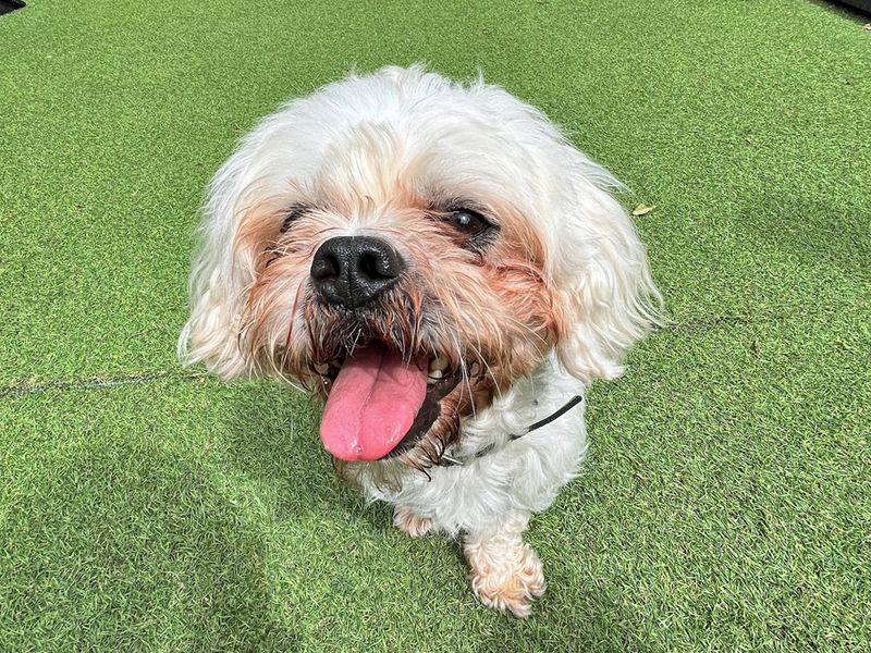 undefined | Shih Tzu Cross | undefined - 3