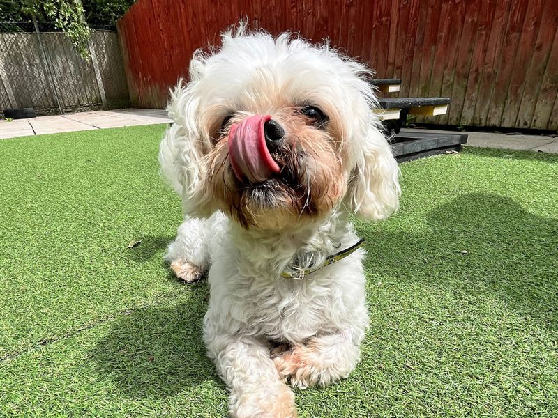 undefined | Shih Tzu Cross | undefined - 4