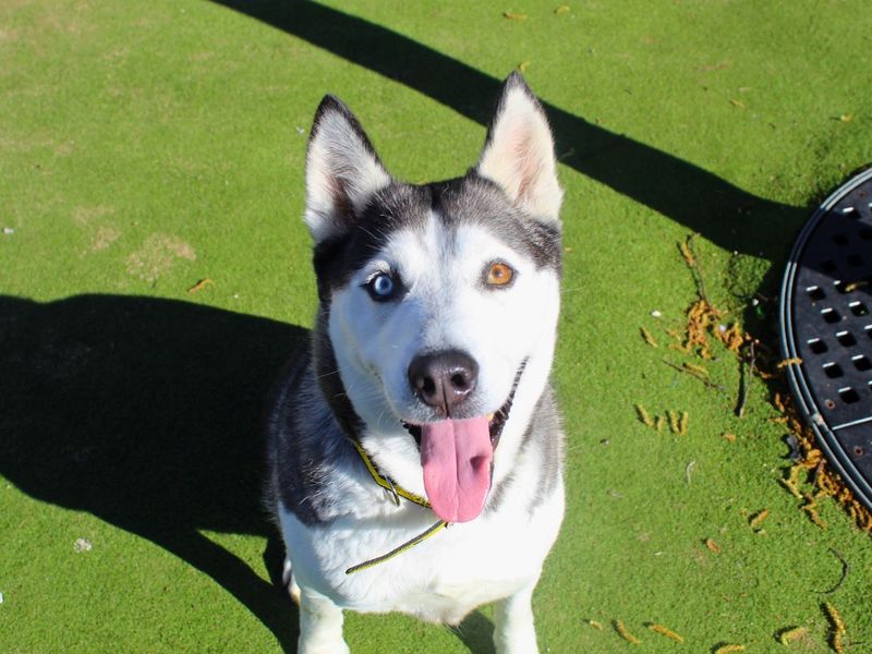 Siberian Husky Dogs And Puppies For Adoption