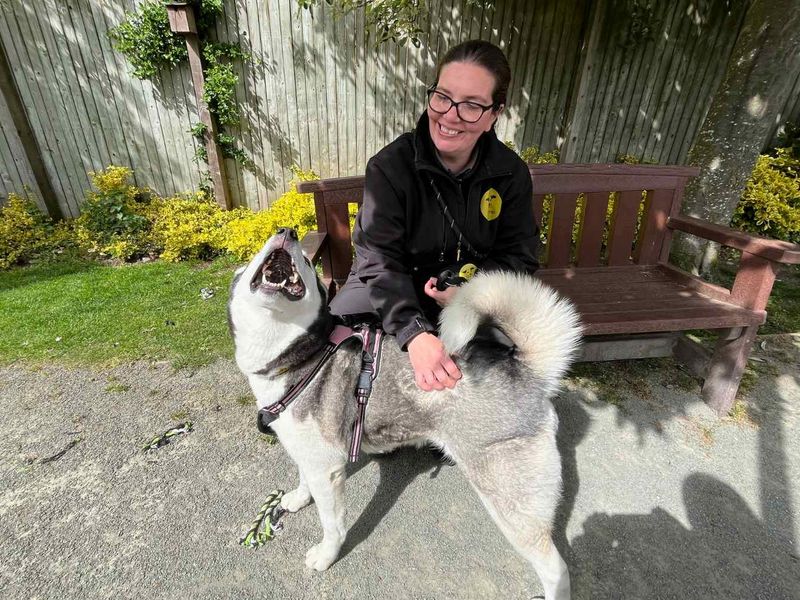 Alaska | Siberian Husky | Manchester - 1