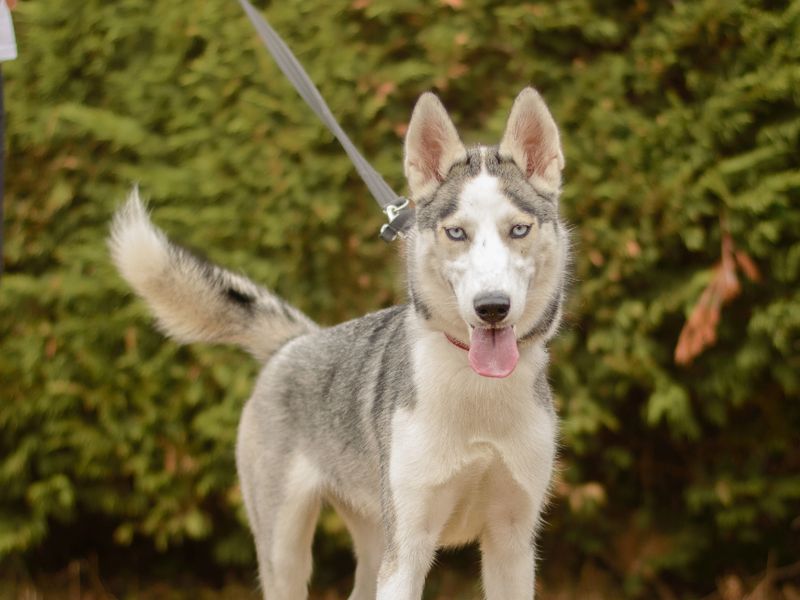 Stevie | Siberian Husky | Kenilworth (West Midlands) - 2