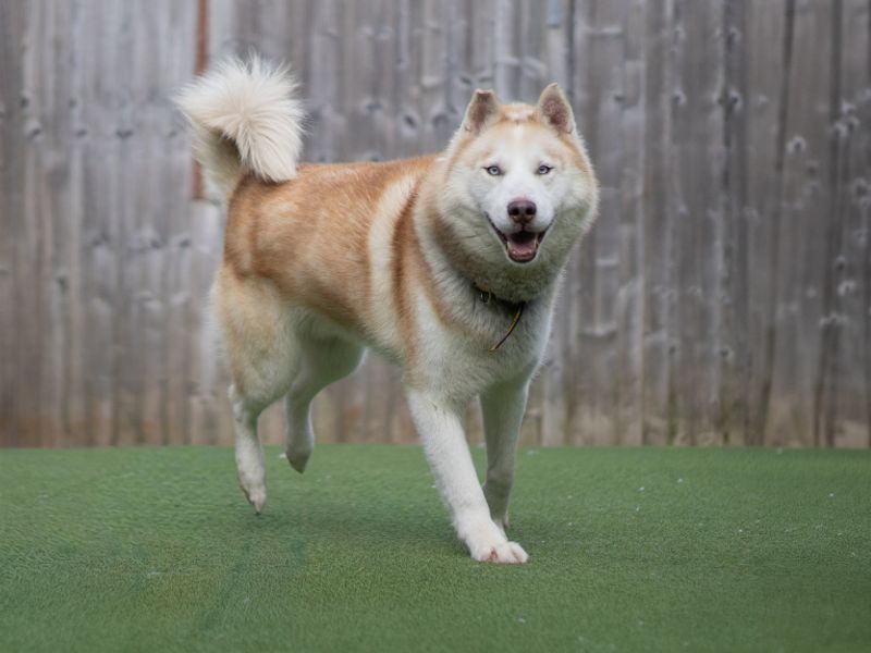 Siberian Husky Dogs And Puppies For Adoption