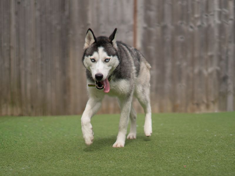 undefined | Siberian Husky | undefined - 2