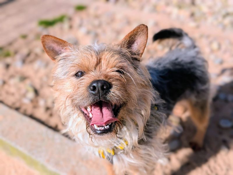 Nigel | Terrier (Yorkshire) Cross | Cardiff - 1