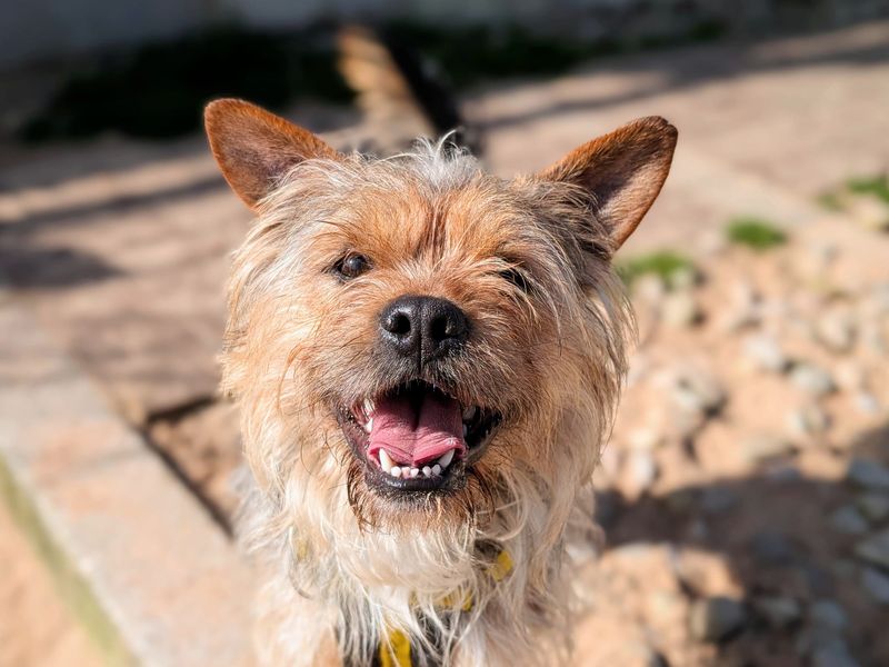 Nigel - Image 2 of 5