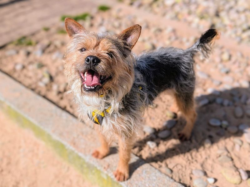 Nigel - Image 4 of 5