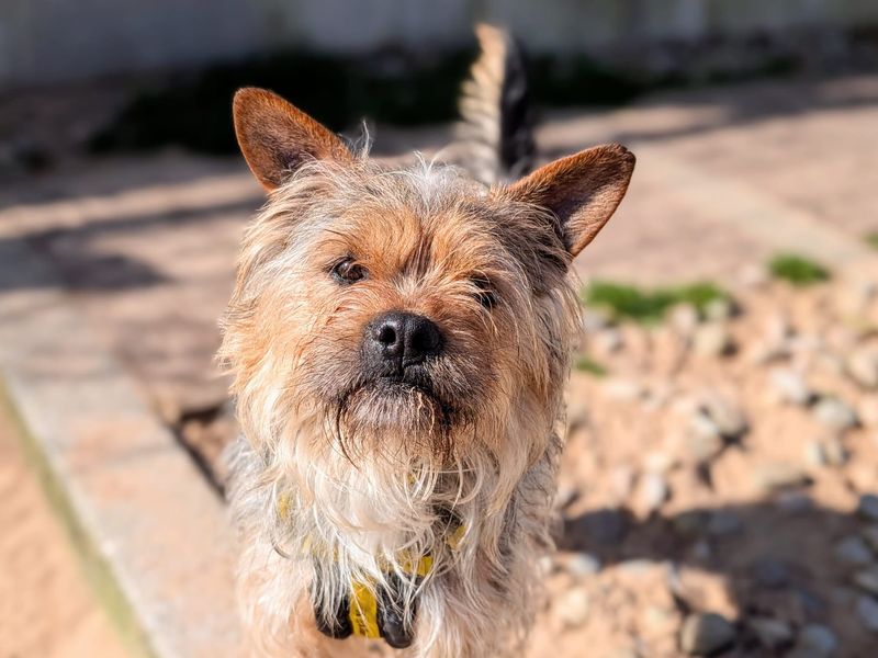 Nigel - Image 5 of 5