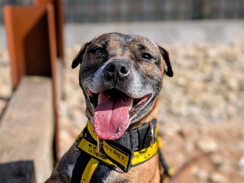 Staffordshire Bull Terrier Dogs And Puppies For Adoption