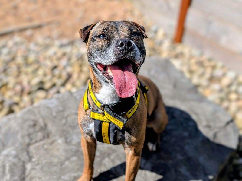 Cassie & Fluke - Image 2 of 8