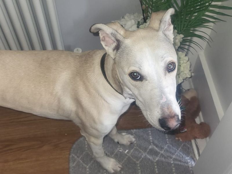 Greyhound Dogs And Puppies For Adoption