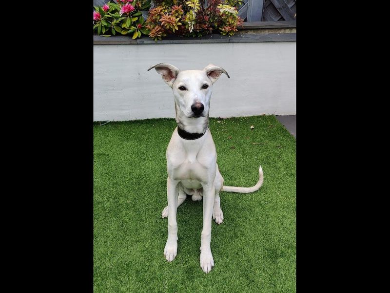 Frank | Greyhound Cross | Leeds - 1