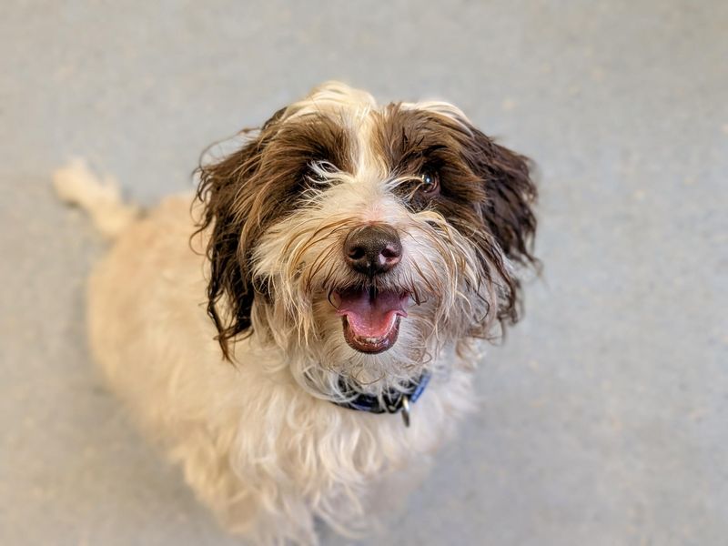 Daisy - Image 4 of 7