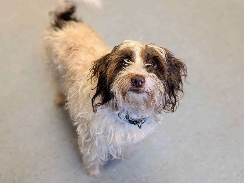 Daisy - Image 6 of 7
