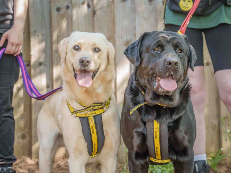 undefined | Retriever (Labrador) | undefined - 1