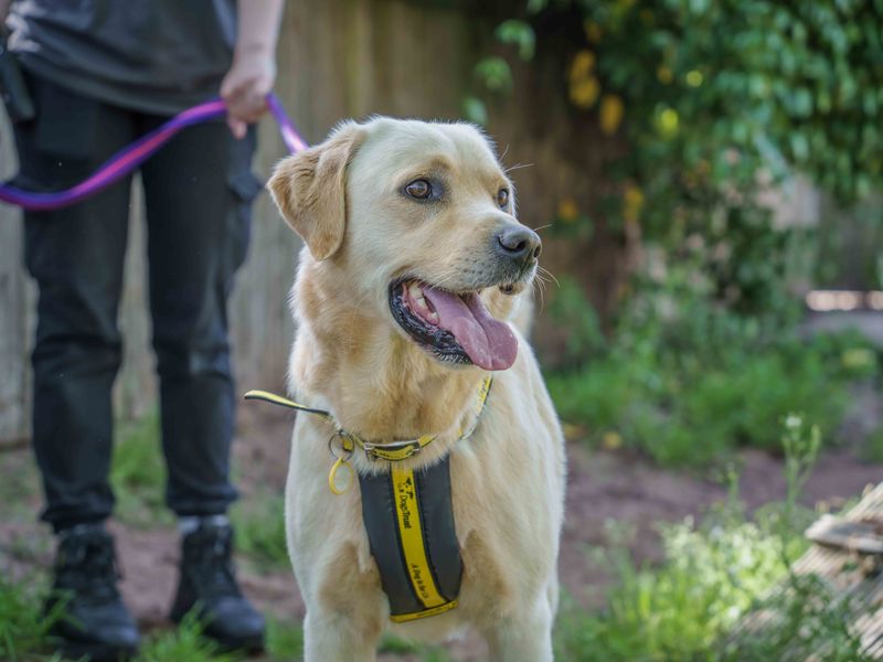 undefined | Retriever (Labrador) | undefined - 2