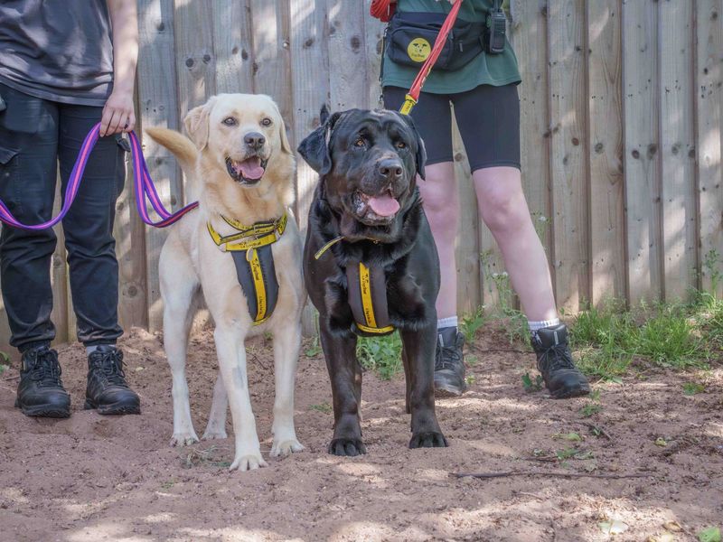 undefined | Retriever (Labrador) | undefined - 2