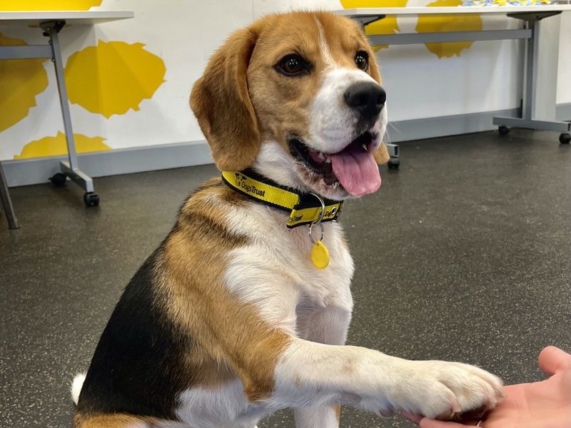 Beagle Dogs And Puppies For Adoption